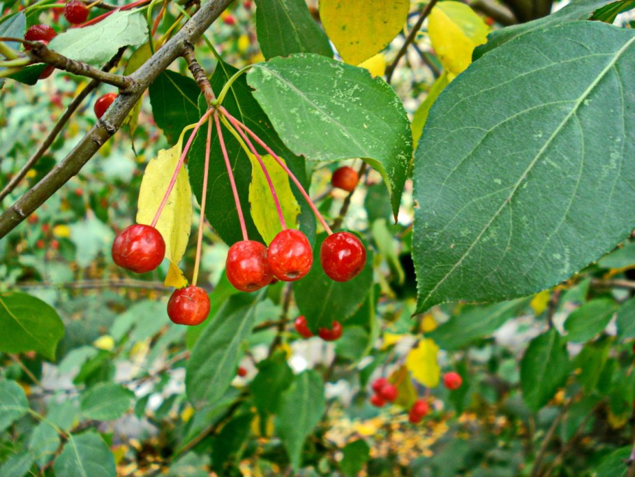 Яблоня мелкоплодная