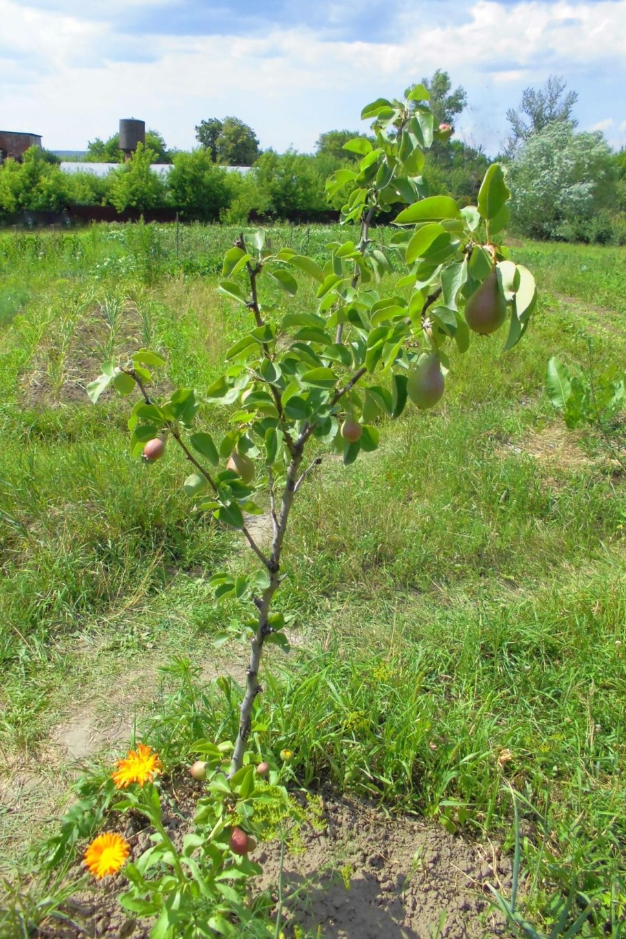 Яблоня Райская колоновидная