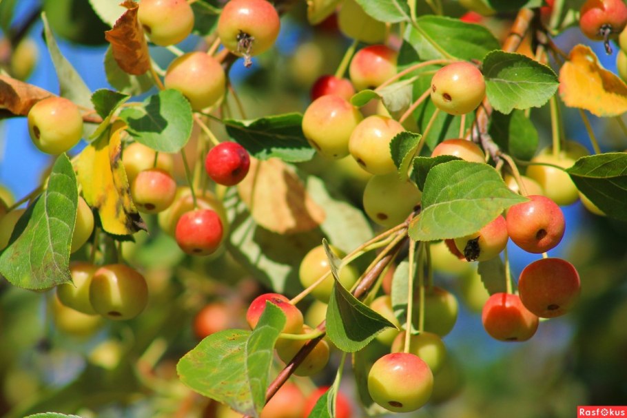 Яблоня Malus Kelsey