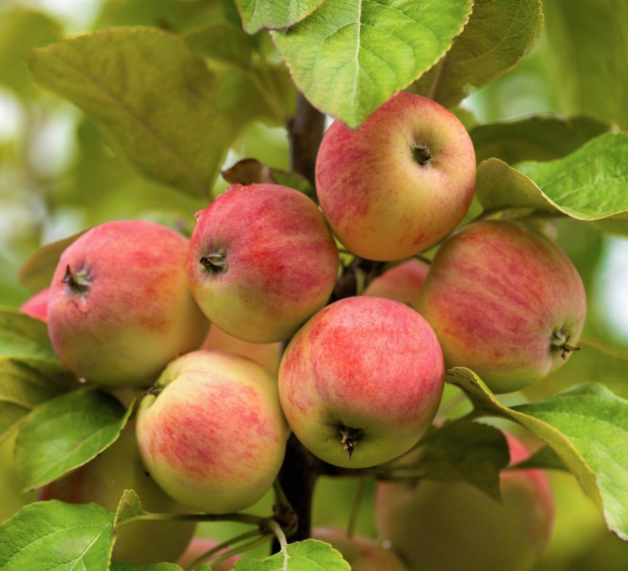 Яблоня Лесная (Дикая) (Malus Sylvestris)