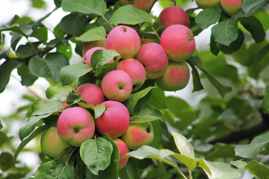 Сорт яблок Гала маст