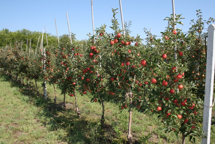 Яблоня Лесная Malus Sylvestris Mill.