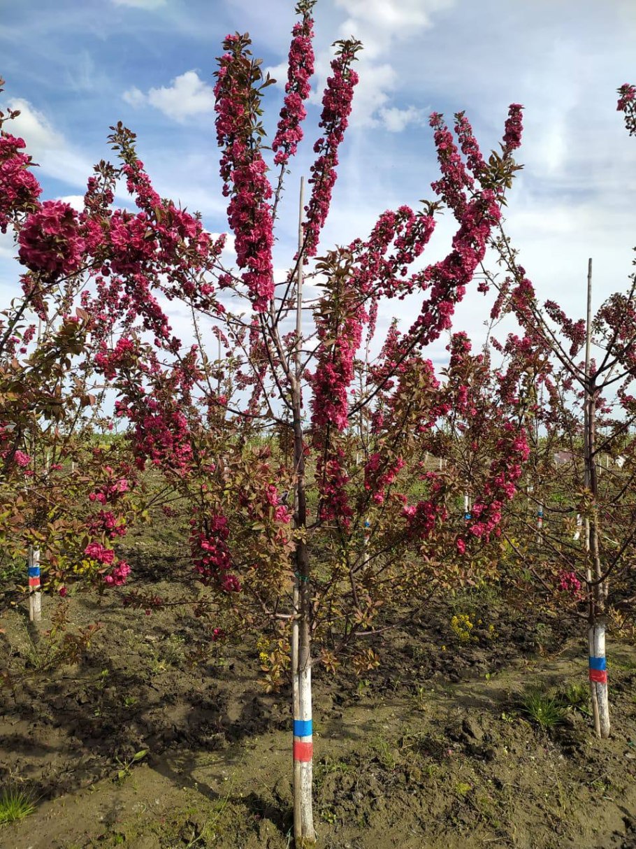 Яблоня китайка Керр яблоня китайка Керр