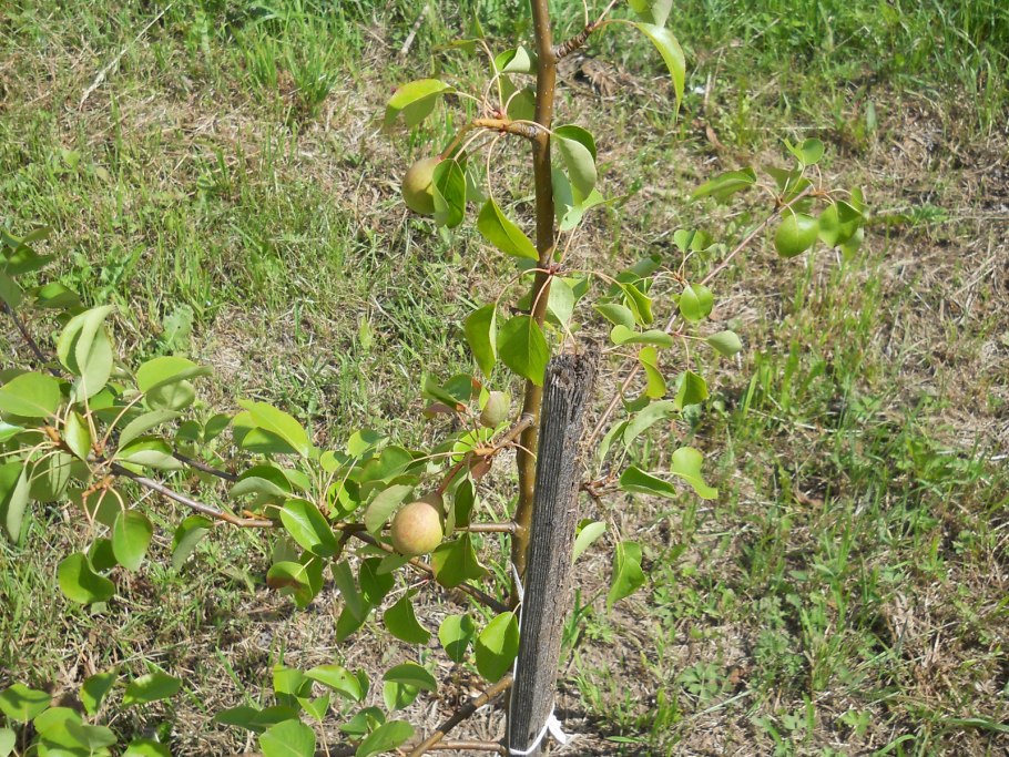 Яблоня сорт Астраханка