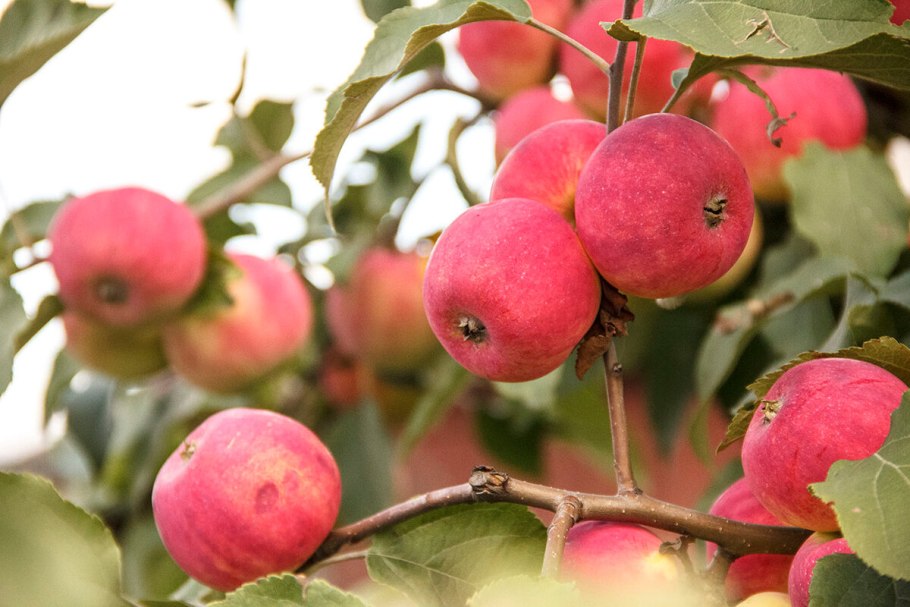 Саженцы груша Лада