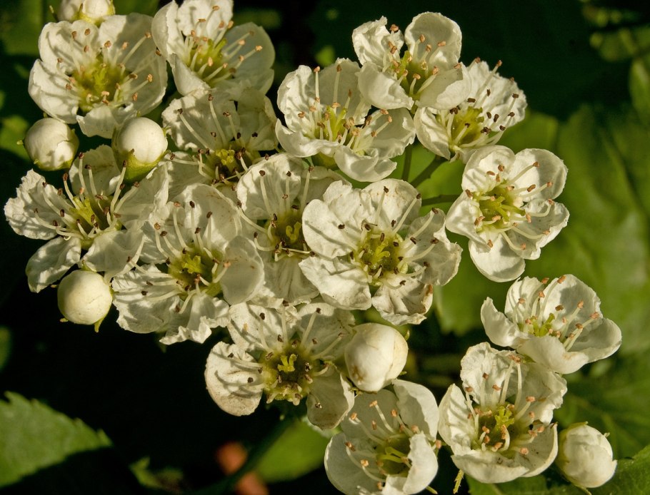 Rosaceae Розоцветные