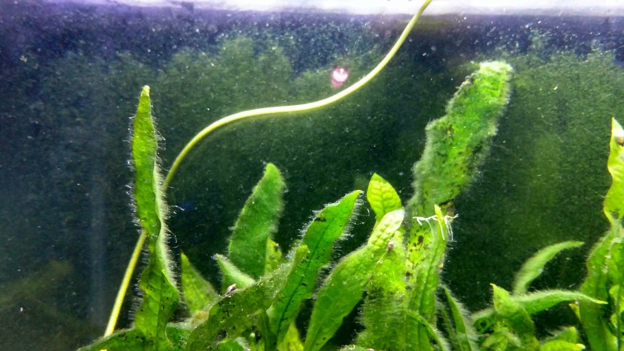 Фотосинтезирующие цианобактерии