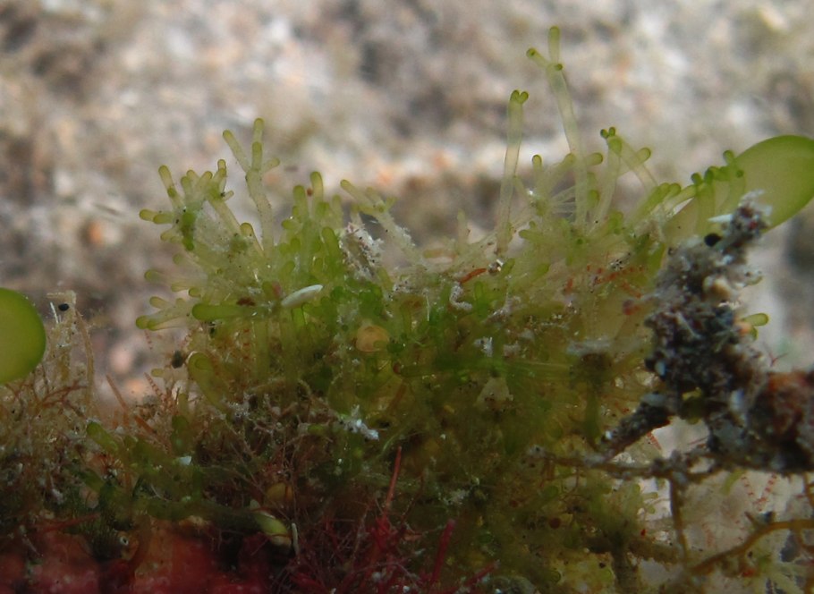 Lubomirskia Baicalensis