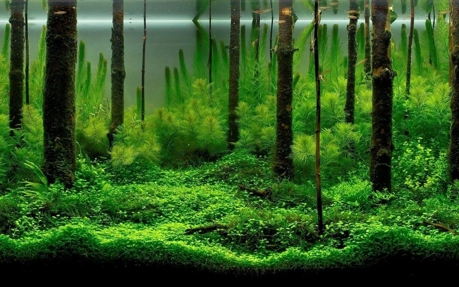 Зеленые водоросли Chlorophyta