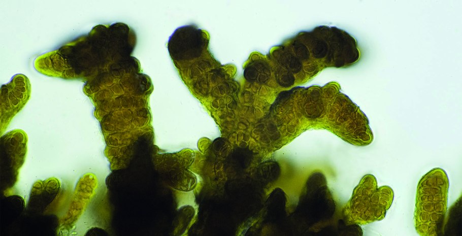 Galaxaura filamentosa водоросли