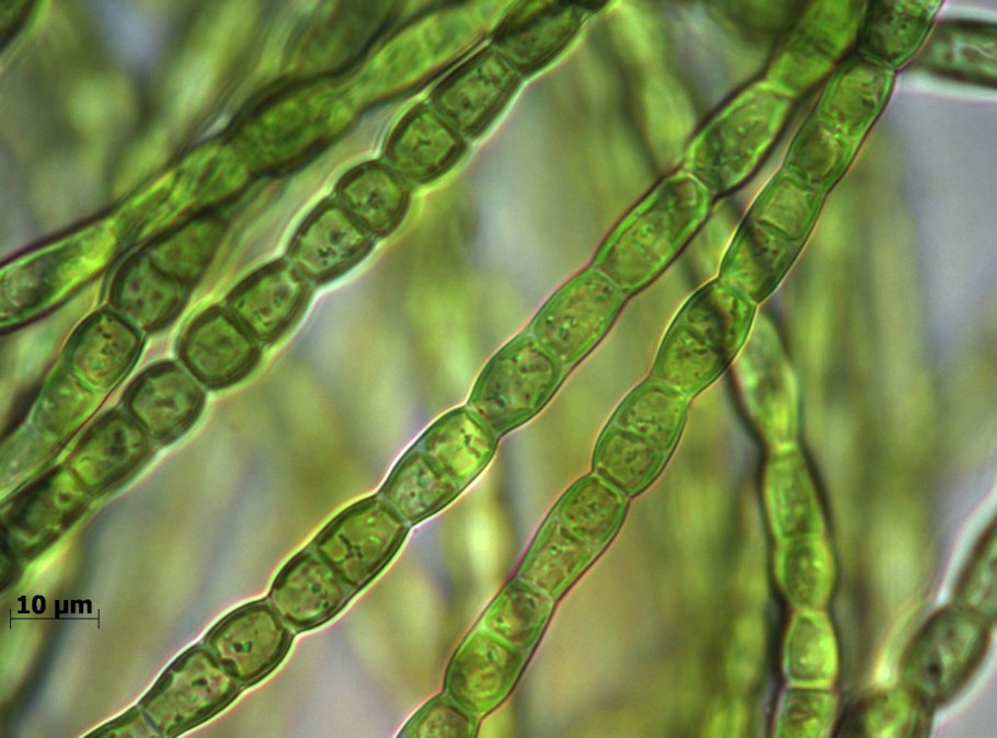 Seagrass перевод