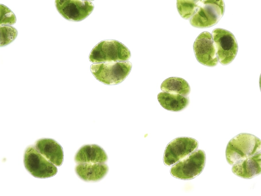 Видеофрагмент водоросли