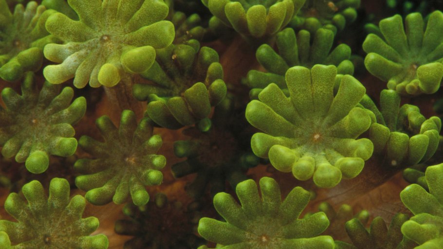 Цианобактерии одноклеточные