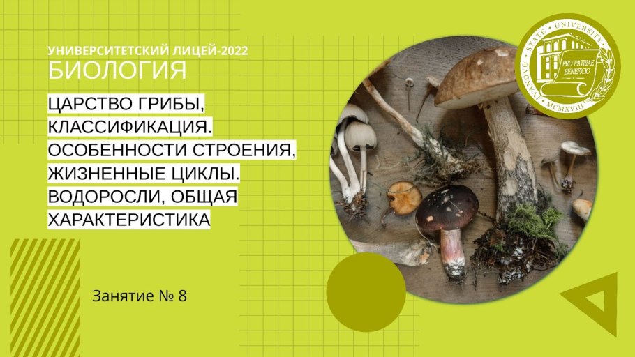 Морские водоросли для волос