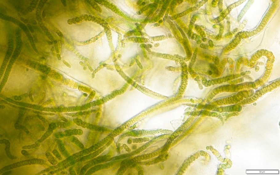 Ульва таллом