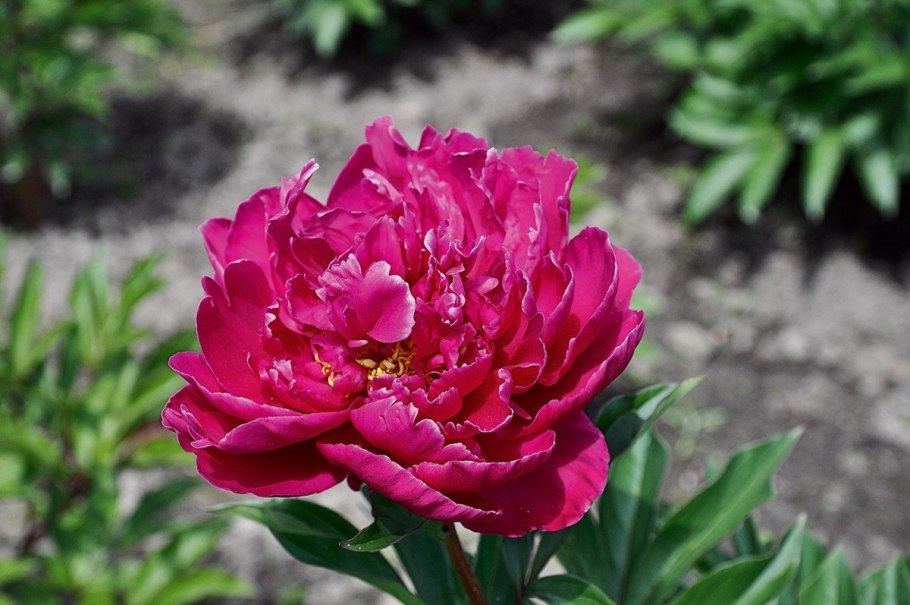 Пион Patio Peony