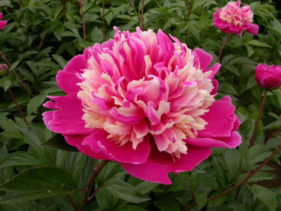 Пион травянистый Карл Розенфельд