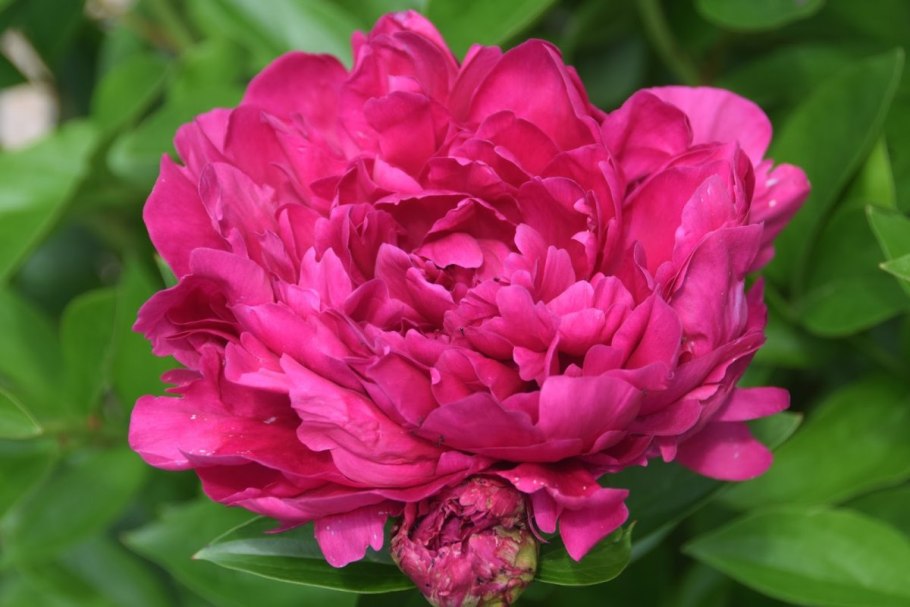 Пион Катарина Фонтейн