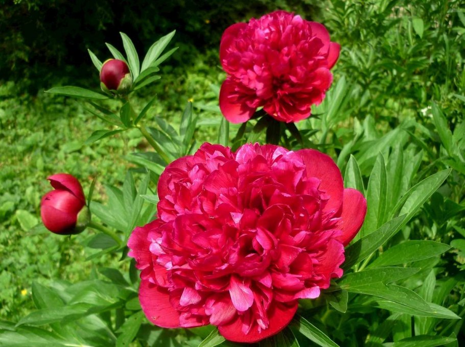 Пион молочноцветковый селебрити