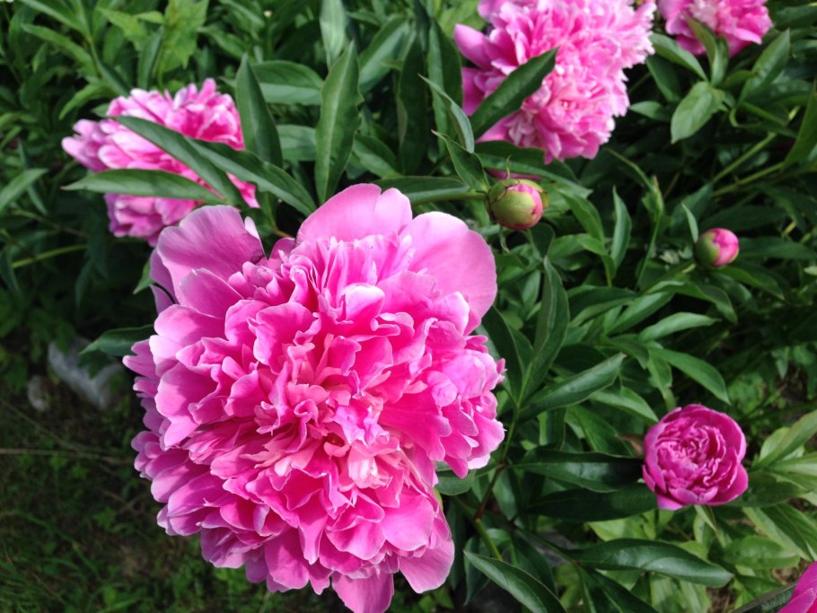 Пион Gilbert Barthelot