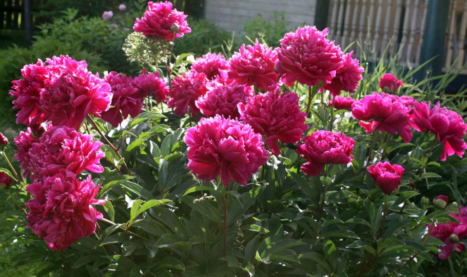 Пион Вальтер Майнц