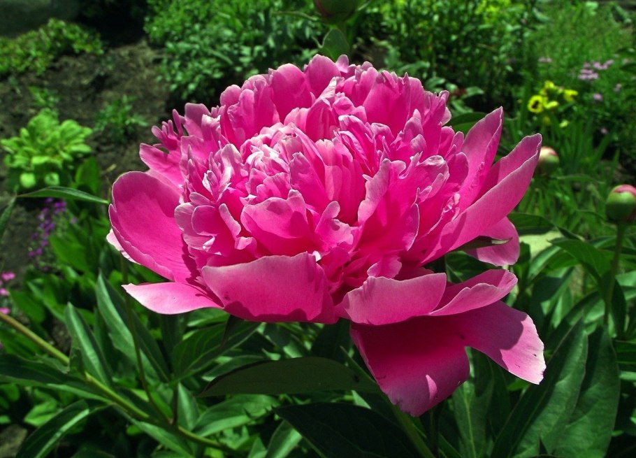 Пион Patio Peony London