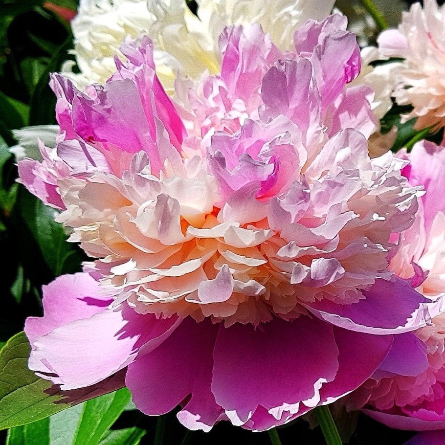 Пион молочноцветковый Вог