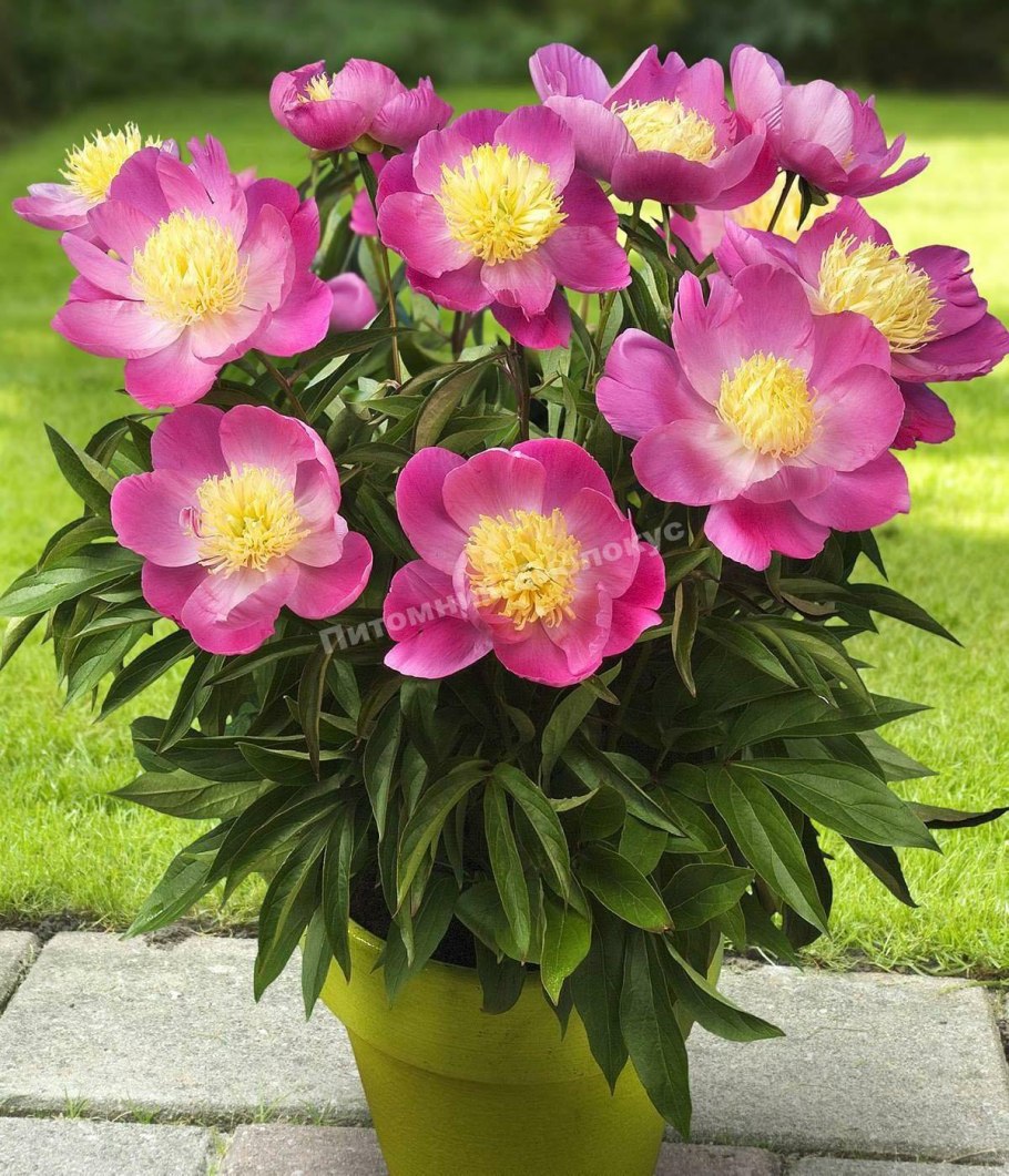 Пион травянистый сорбет