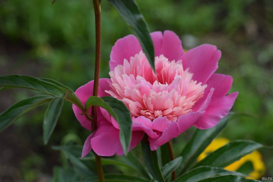 Пион Бесс Бокстос