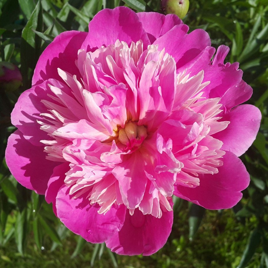 Пион мсье Жюль Эли