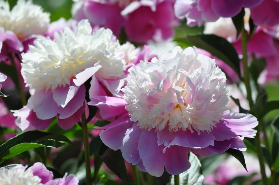 Пион Эдулис Суперба