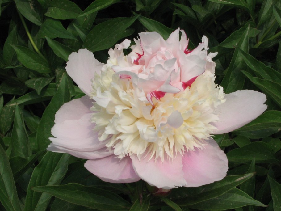 Пион Каролина констебль