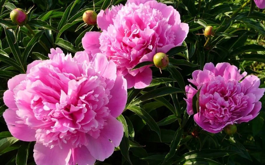 Пион Бернис карр