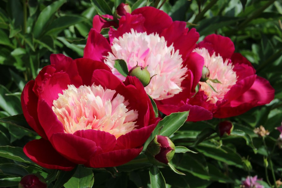 Пион молочноцветковый Себастьян Маас