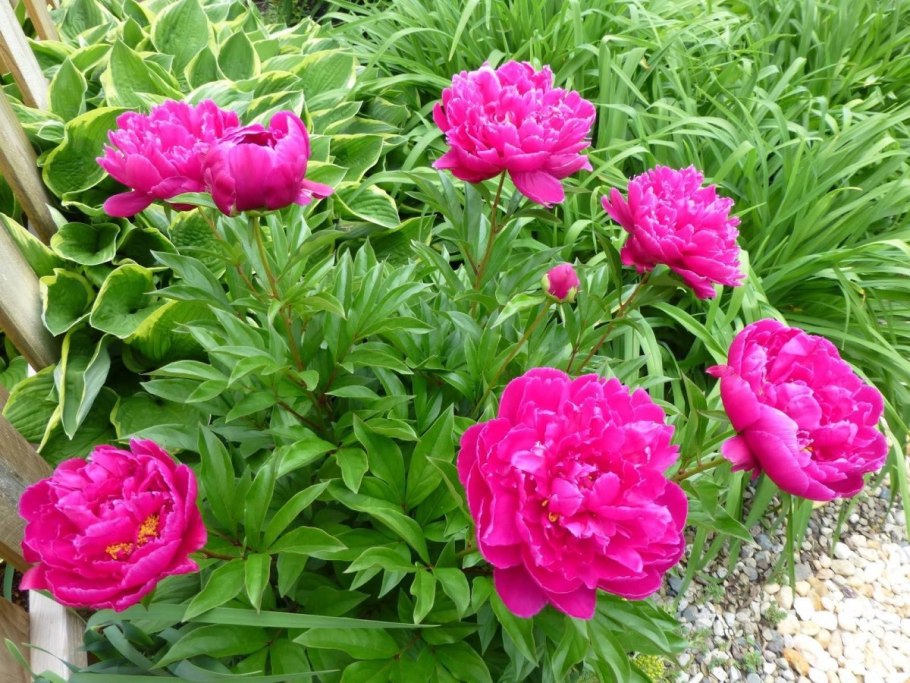 Пион Coral Charm