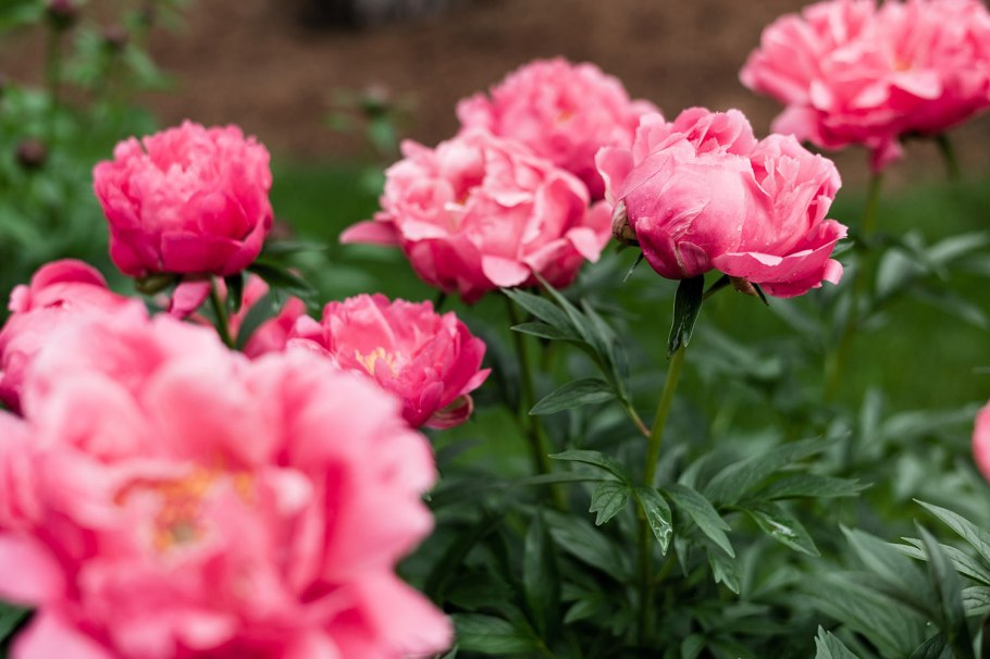 Пионы Paeonia Rome