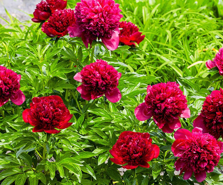 Пион молочноцветковый Сюзетт