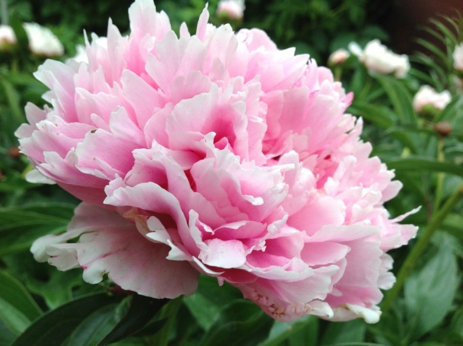 Сорт пиона сара бернар