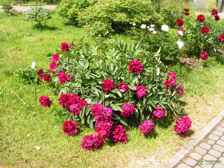 Пион травянистый Адольф Руссо