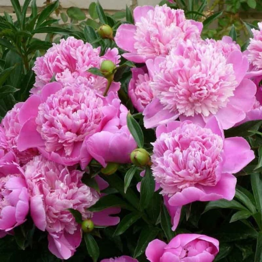 Пион скримдидмеапшен