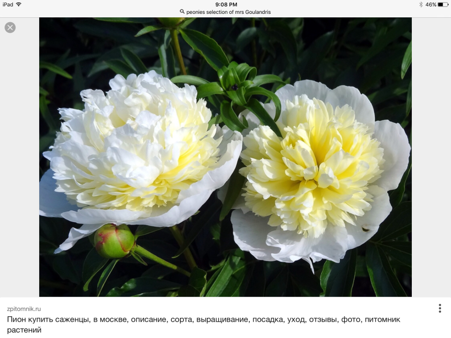 Пионы корончатые махровые