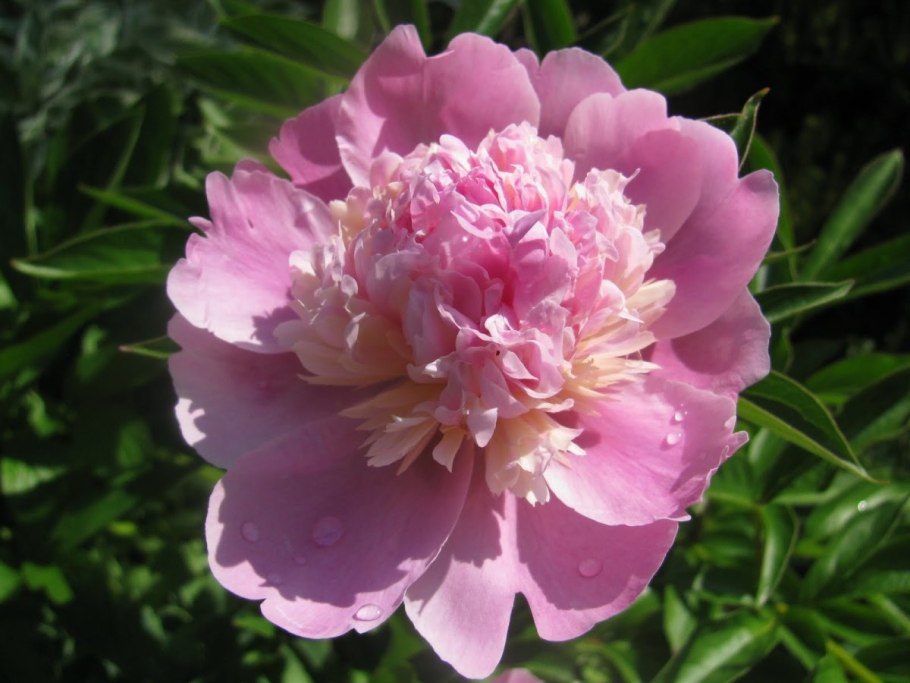 Пион emile debatene