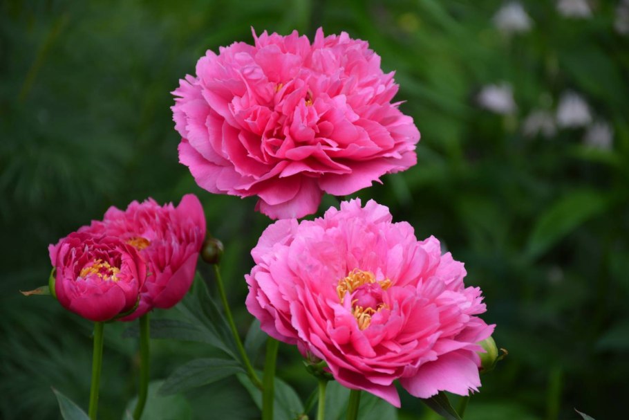 Пион Лемон Дрим