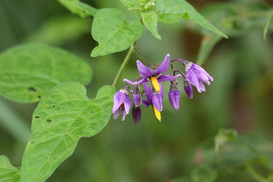 Solanum cheesmaniae