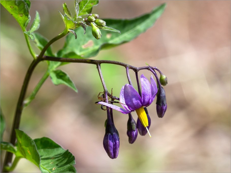 Картофель Solanum tuberosum