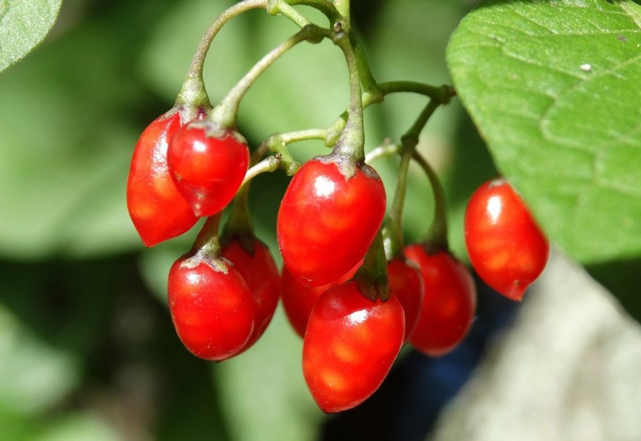 Паслен сладко-Горький (Solanum Dulcamara)