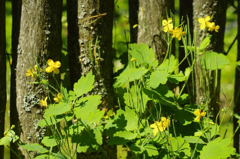 Chelidonium majus - Papaveraceae