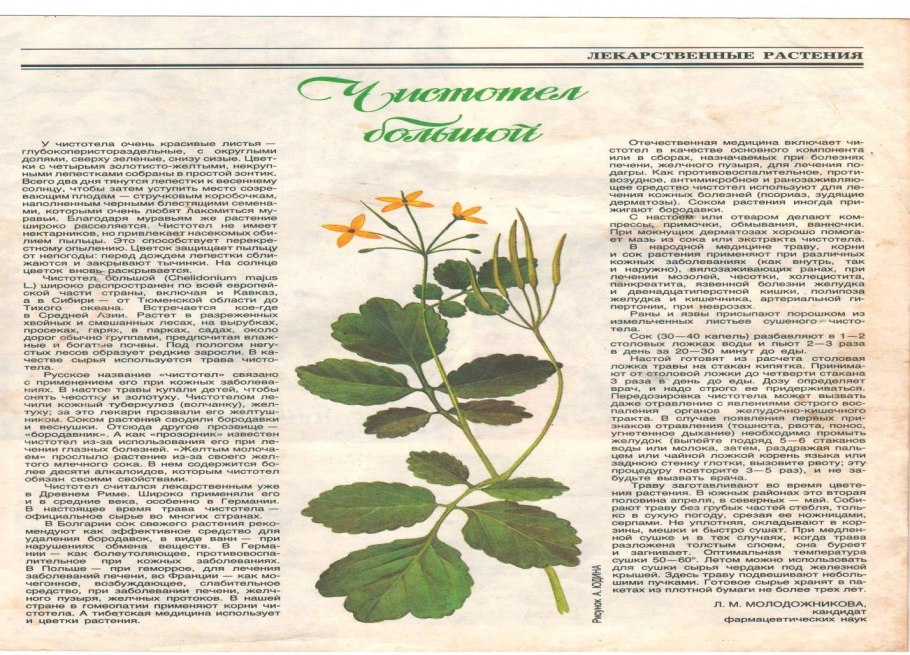 Чистотел большой ядовитое растение