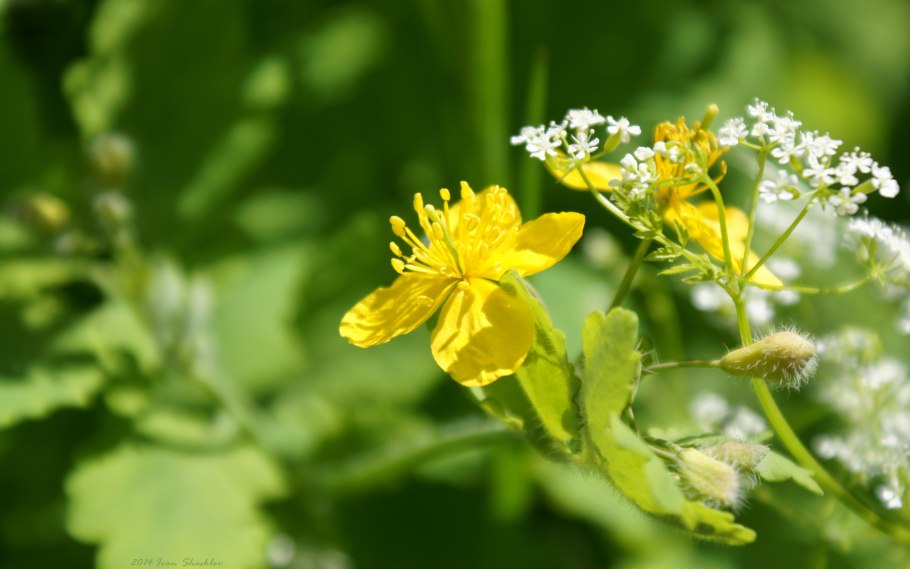 Чистотел большой (Chelidonium majus l.)