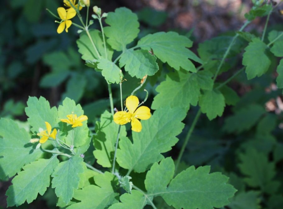 Чистотел Chelidonium majus
